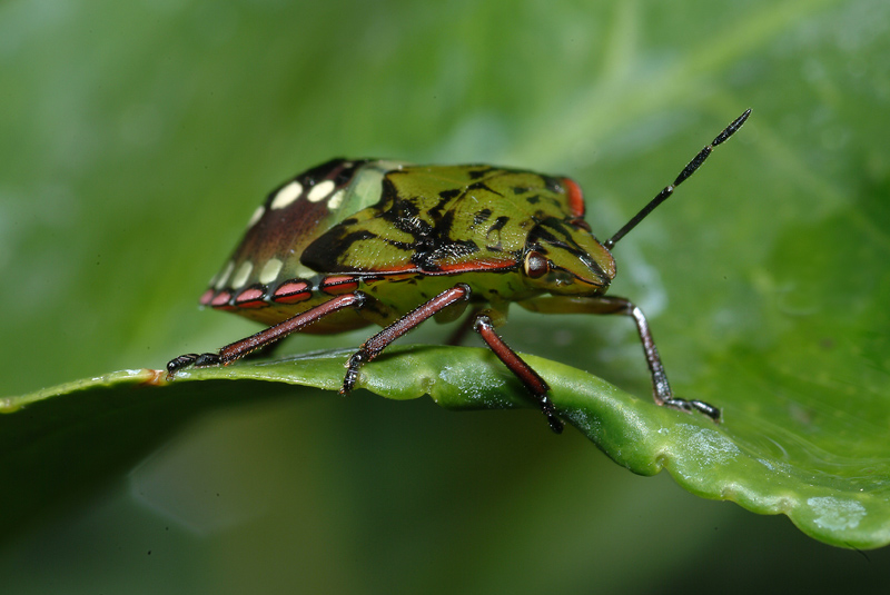 Pentatomidae: Nezara viridula (ninfa) di Livorno